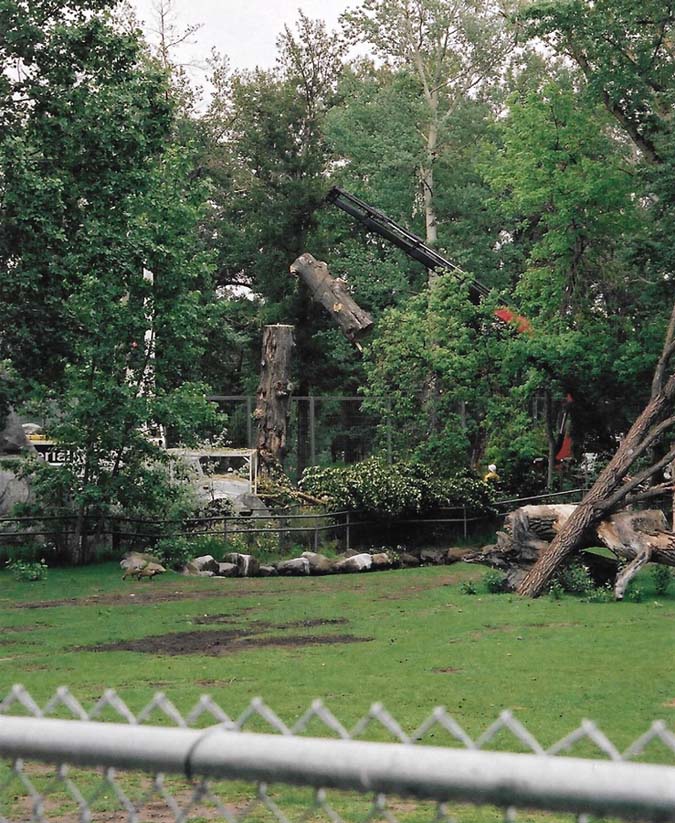 Aerial Tree Services - | Calgary Arborists - Tree Pruning & Removal