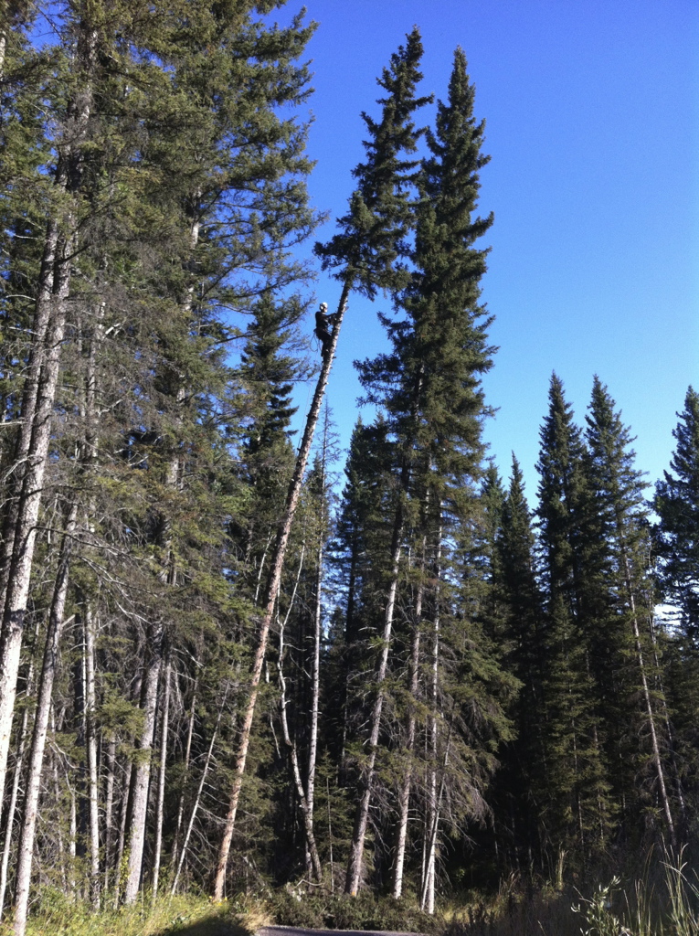Aerial Tree Services - Gallery | Calgary Arborists - Tree Pruning & Removal