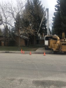 Aerial Tree Services photo 4