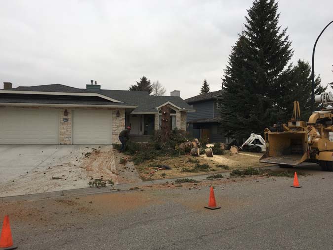 Aerial Tree Services - Gallery | Calgary Arborists - Tree Pruning & Removal