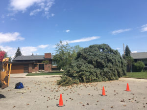 Aerial Tree Services