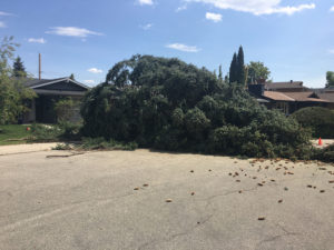 Aerial Tree Services