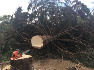 Aerial Tree Services