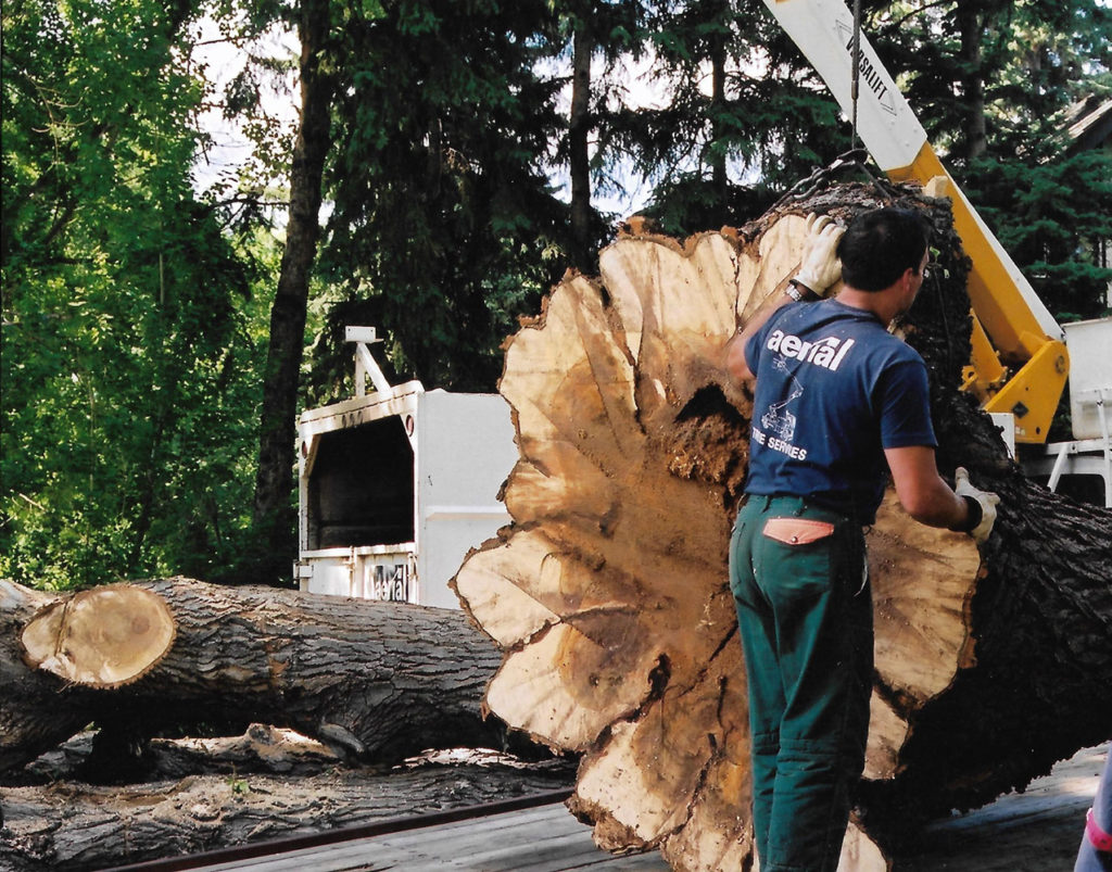 Curated visual reference: Tree Pruning And Removal Services For Large Properties Reference: Need Professional Tree Services This Spring
