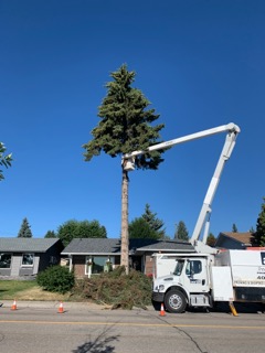 Time to take that tree down? - | Calgary Arborists - Tree Pruning & Removal