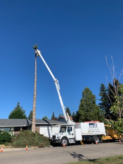 Time to take that tree down? - | Calgary Arborists - Tree Pruning & Removal