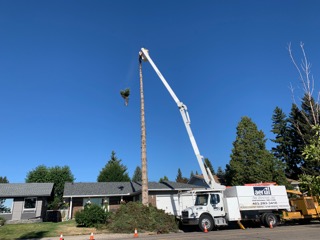Time to take that tree down? - | Calgary Arborists - Tree Pruning & Removal