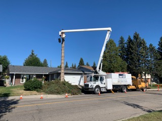 Time to take that tree down? - | Calgary Arborists - Tree Pruning & Removal