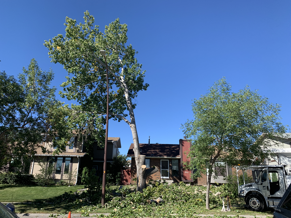 Quick and safe tree removal - | Calgary Arborists - Tree Pruning & Removal