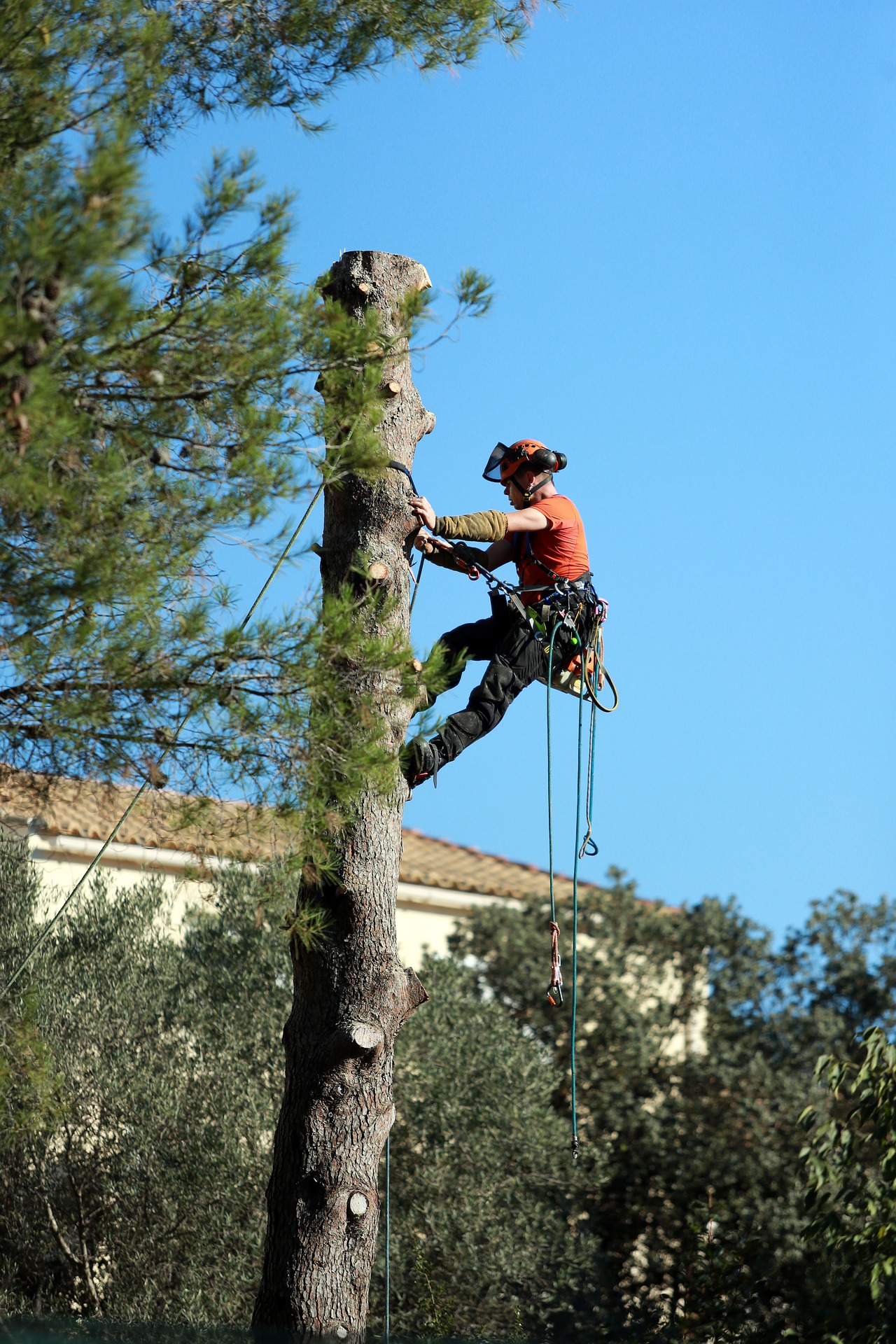 Aerial Tree Services Calgary - many situations make it necessary to remove a tree including disease, damage, or overcrowding. 