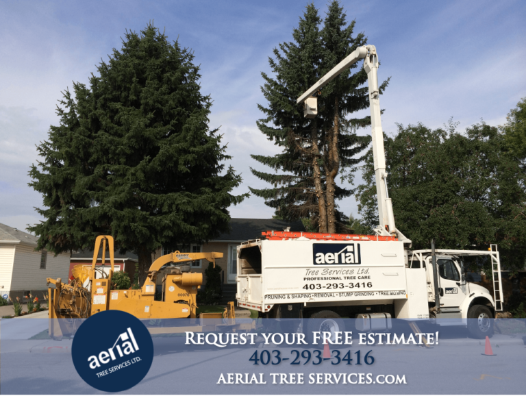 request-your-free-estimate-calgary-arborists-tree-pruning-removal