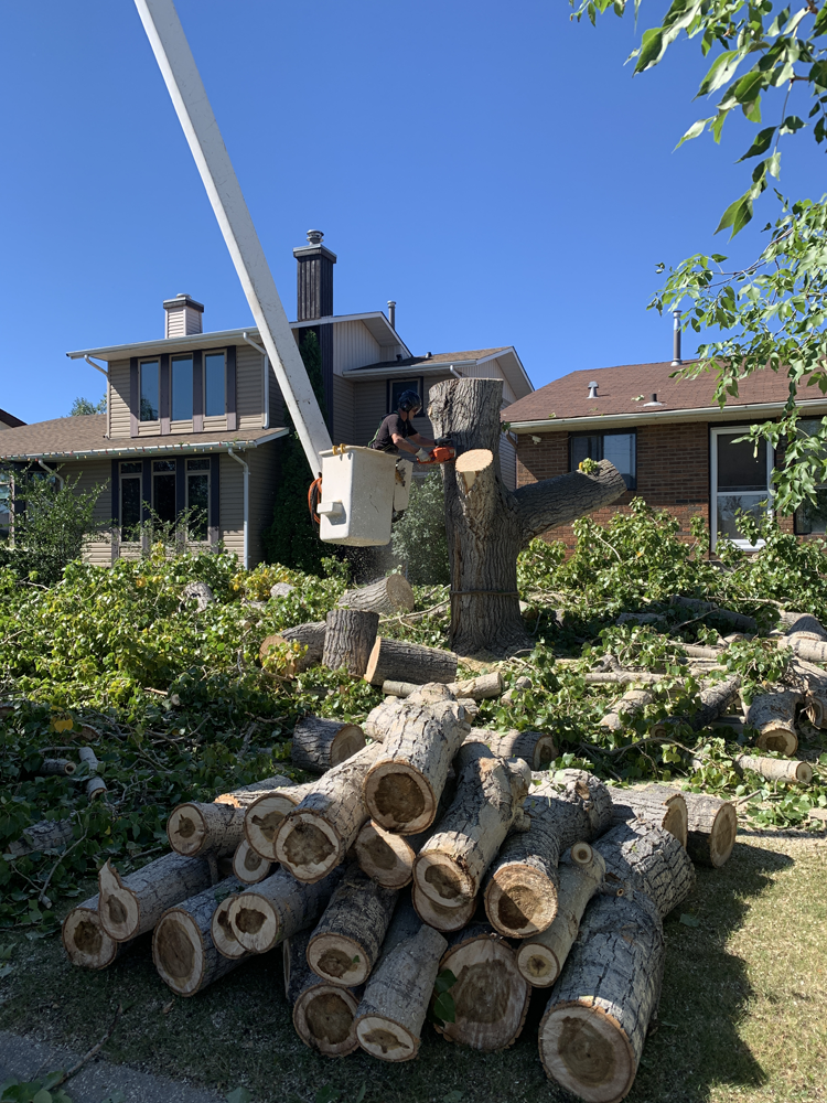 Quick and safe tree removal - | Calgary Arborists - Tree Pruning & Removal