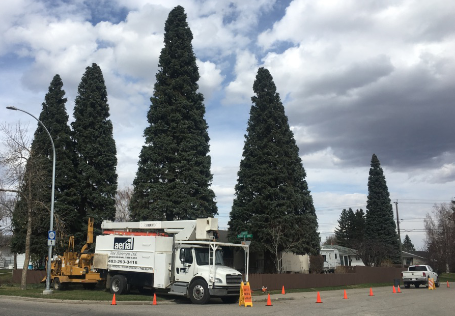 Aerial Tree Services Calgary - pruning and shaping trees is an essential aspect of maintaining the health and appearance of your trees.