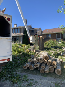 Aerial Tree Services, Calgary, AB - Tree Removal & Cleanup