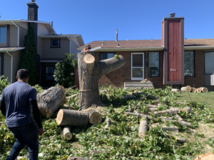 Aerial Tree Services, Calgary, AB - Tree Removal & Cleanup