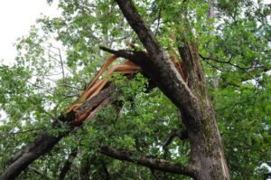 Aerial Tree Services, Calgary, AB - Tree Removal & Cleanup