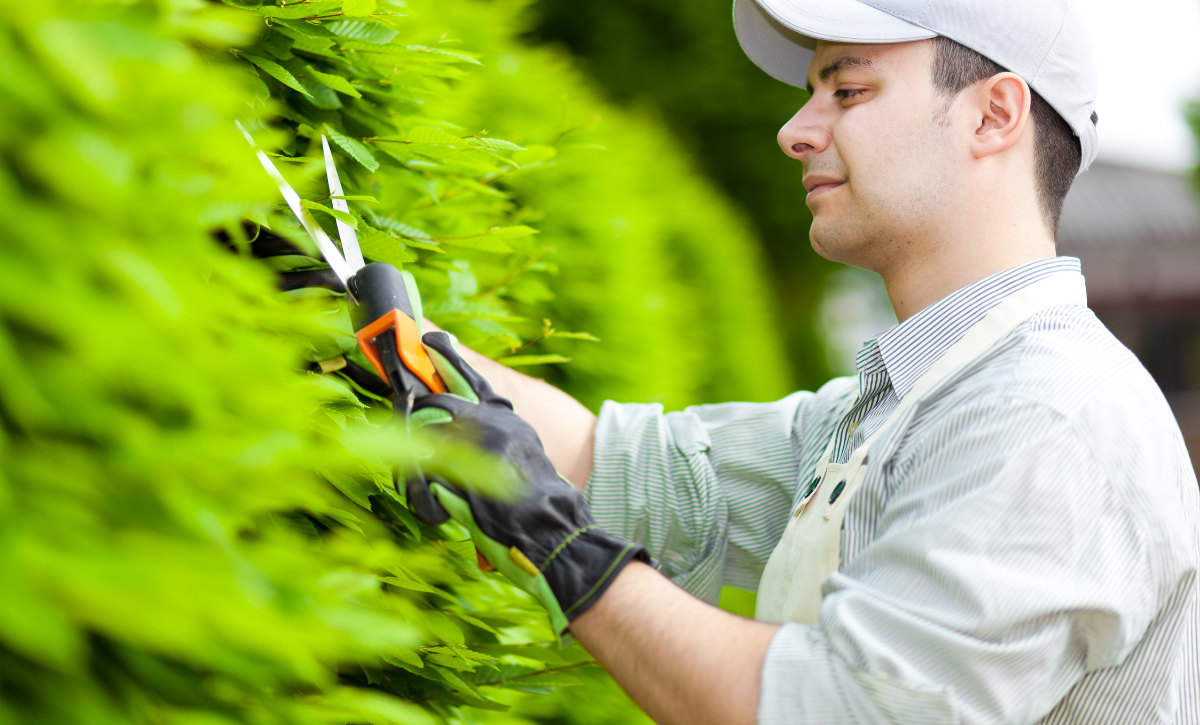 Aerial Tree Services Calgary Hedge Trimming Services