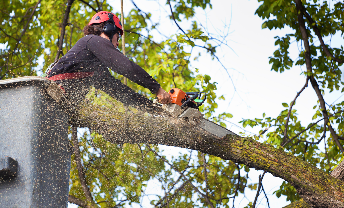 Aerial Tree Services Calgary Removing Dead Trees