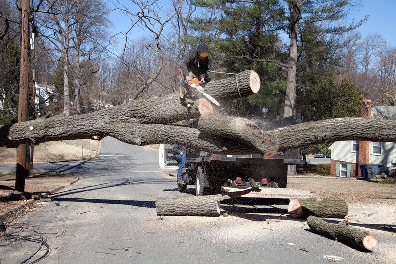 Aerial Tree Services Calgary Safe, Reliable Tree Removal