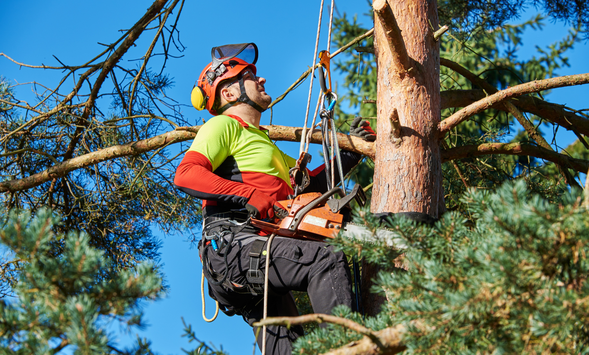 Aerial Tree Services Managing Green Spaces