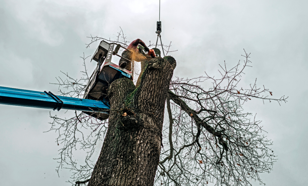 Aerial Tree Services Calgary Fall Tree Maintenance