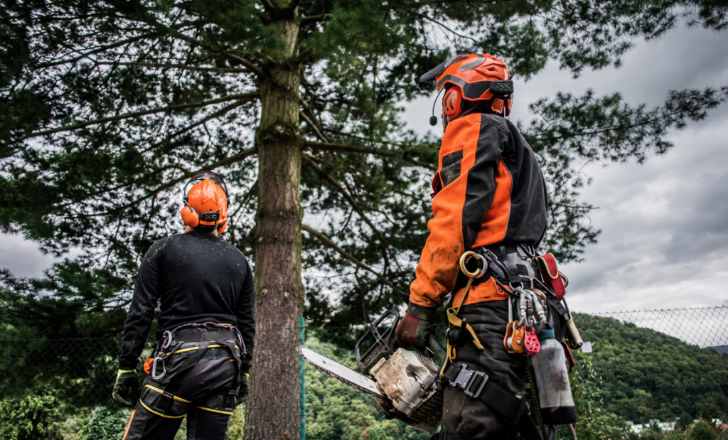 Local Tree Care Experts All Year Round - | Calgary Arborists - Tree ...