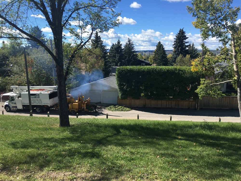Aeiral Tree Services Hedge Trimming